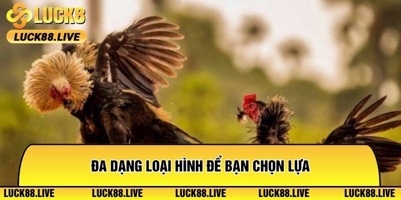 Đa dạng loại hình để bạn chọn lựa