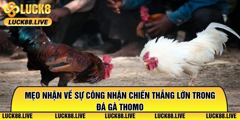 Mẹo nhận về sự công nhận chiến thắng lớn trong đá gà Thomo