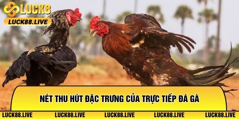 Nét thu hút đặc trưng của trực tiếp đá gà