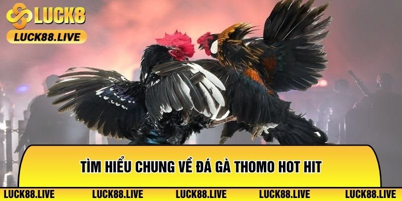 Tìm hiểu chung về đá gà Thomo hot hit
