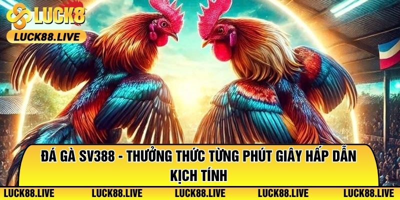 Đá Gà SV388 - Thưởng Thức Từng Phút Giây Hấp Dẫn Kịch Tính