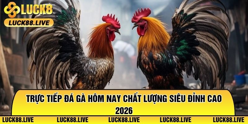 Trực Tiếp Đá Gà Hôm Nay Chất Lượng Siêu Đỉnh Cao 2026